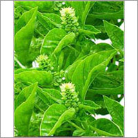 Basil Herb Oil
