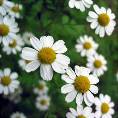 Herbal Extracts
