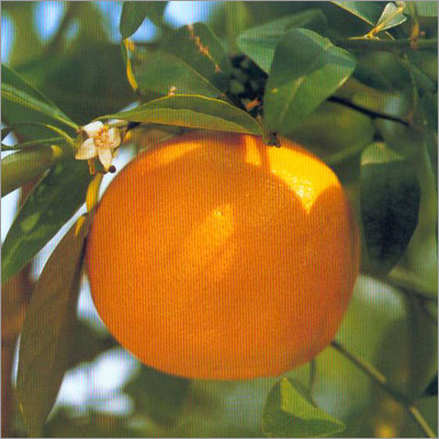 Grape Fruit Pure Essential Oil