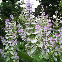 Clary Sage Essential Oil