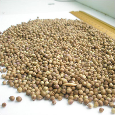 Coriander Seed Pure Essential Oil