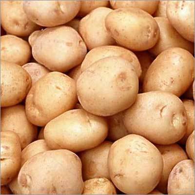 Potato - 100-200g, Light Brown, 5-8cm Diameter | High Yield, Uniform Size, Disease Resistant, Versatile Use