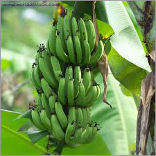 Green Banana