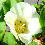 Nitrobenzene (Flower Boost)