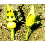 Nuclic Acid