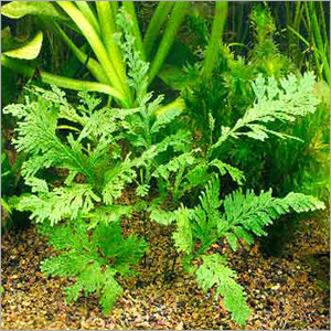 Aquarium Plants