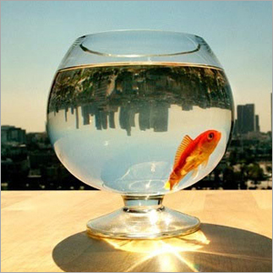 Aquarium Accessories