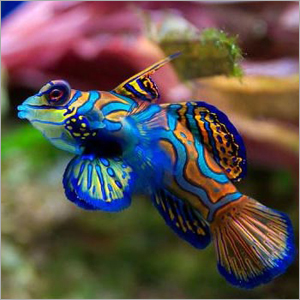 Marine Aquarium Fishes