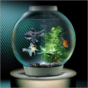 Fish Bowls