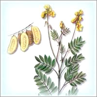 Cassia Angustifolia Leaves Extract