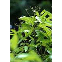 Cinnamonum Cassia Bark Extract