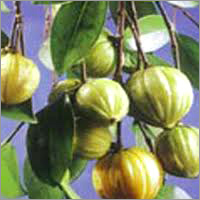Density Garcinia Cambogia Extraction