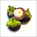 Garcinia Mangostana Fruits Extract