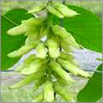 Creeper Mucuna Pruriens Seeds Extracts