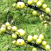 Ayurvedic Medicines & Products