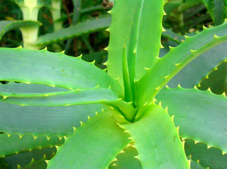 Aloe Vera Product