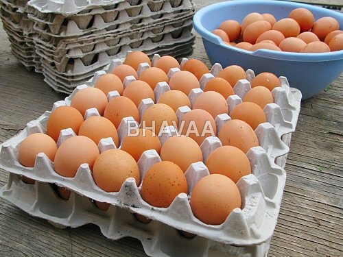 Paper Pulp Egg Trays