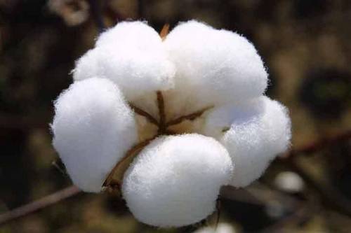 Raw Cotton Material