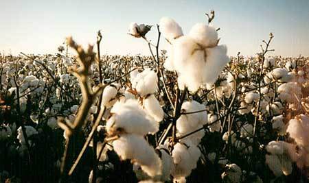 Raw Cotton Bale