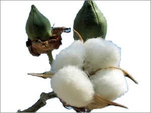 Cotton Plant