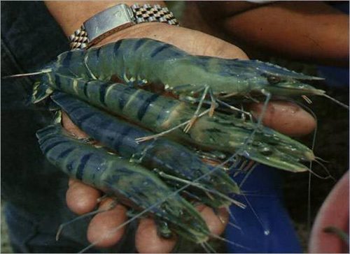 Fresh Water Shrimps