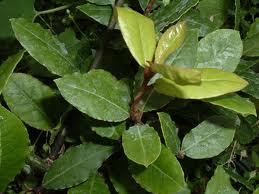 bayleaf