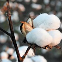 Cotton & Textile
