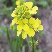 Mustard