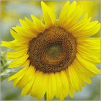 Organic Edible Oils