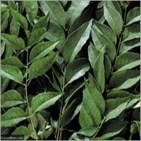 Processed Herbs