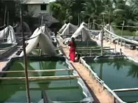 spirulina fram house