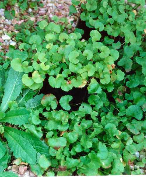 Centella Asiatica (Gotukola)