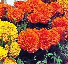Lutein (Marigold Extract)