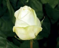 Polo Champagne White Rose