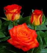 Circus Bicolour Roses