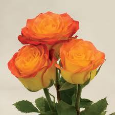 Circus Yellow Bicolour Rose shoots