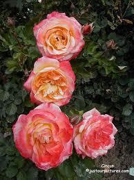 Circus Pink & Yellow Bicolour Rose