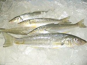 Chilled Fish