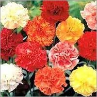 Carnation Flowers