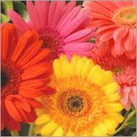 Gerbera Flowers