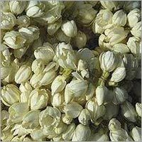 Jasmine Flowers