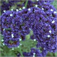Limonium