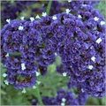 Limonium