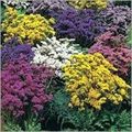 Limonium Colours - Dried Flowers, 12-18 Inches, Purple | Vibrant Colors, Easy To Grow, Attractive Blooms