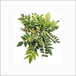 Green Extractive Extract