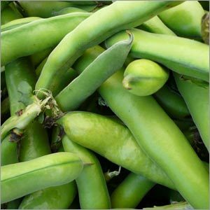 Fava Beans Puree - Green, Pureed, Bulk | Natural Flavor, High Protein, Smooth Texture, Gluten-Free