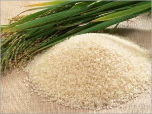 Paddy Seed