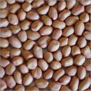 Groundnut Kernels