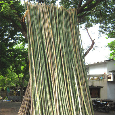 Bamboo