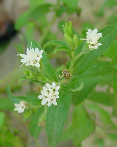 Stevia Sweetener
